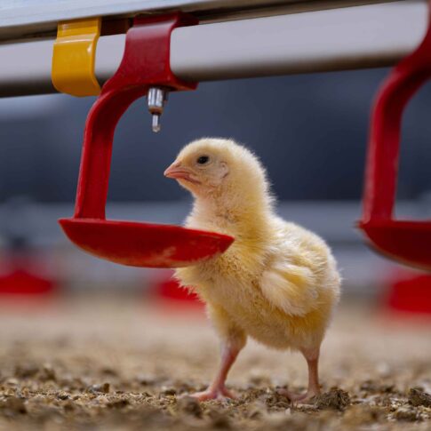 Photographie d'un poussin dans un poulailler dans le Finistère par Philippe Le Pochat Photographe